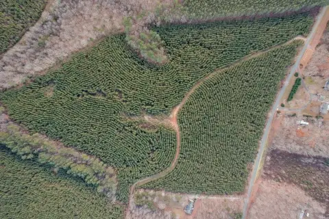 164 Acres in Buckingham County