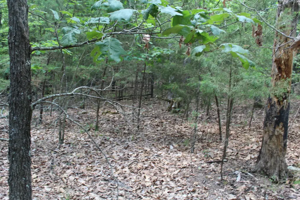 Picture 5