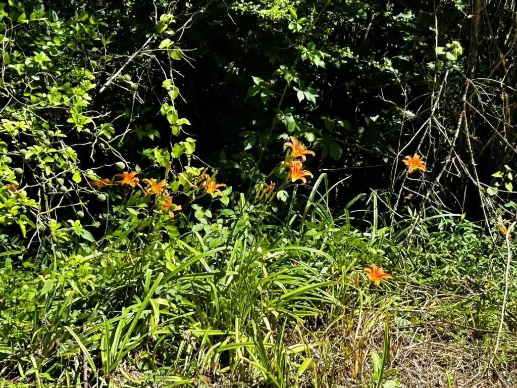 Picture 26