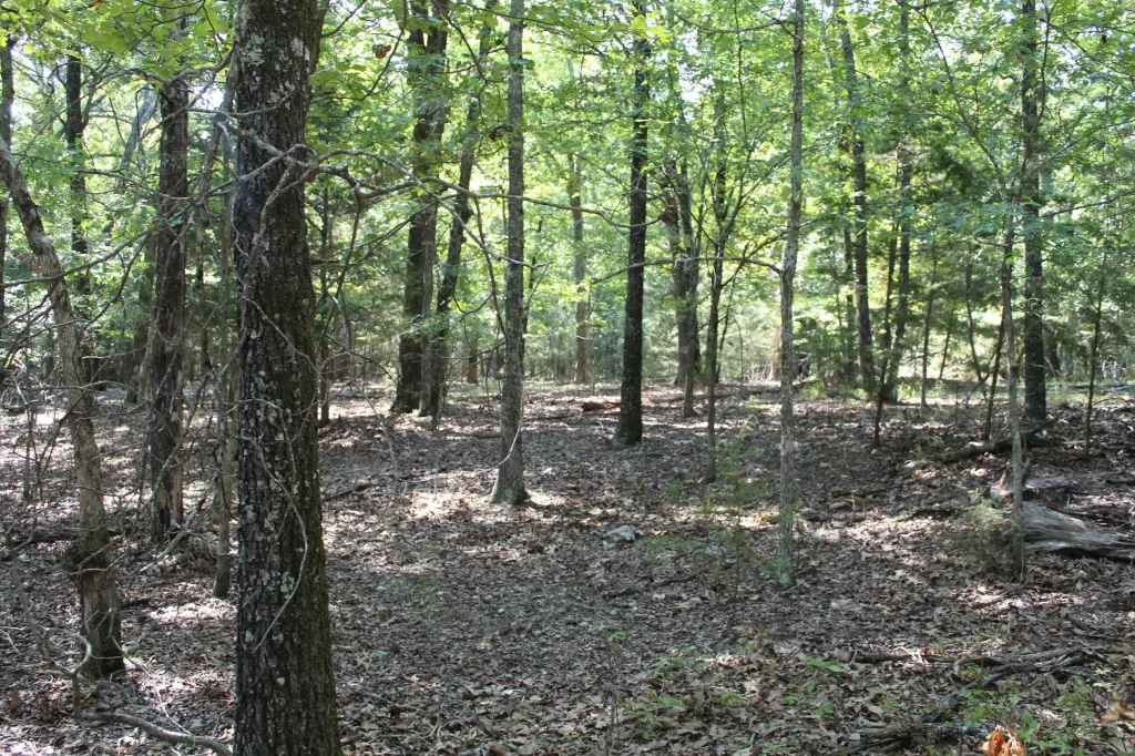 Picture 5