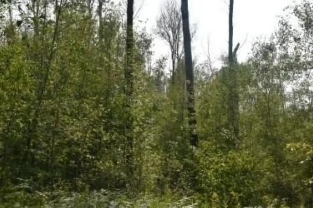 Picture 18