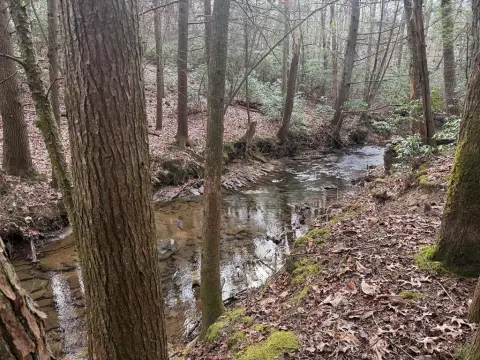 4 Acre Wooded Creek Property