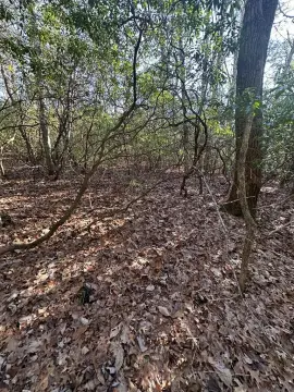 Unrestricted Wooded Land For Sale