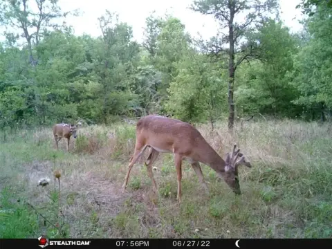 Richland, TX Unimproved Hunting Land