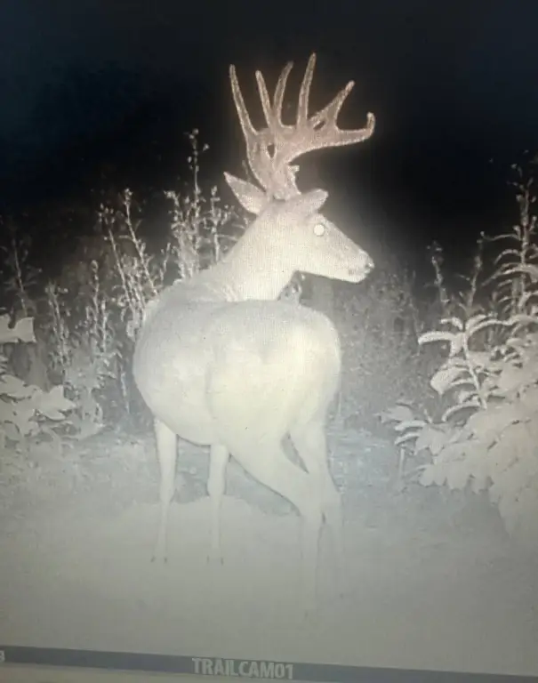 Picture 11