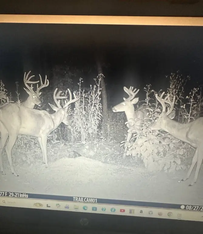 Picture 12