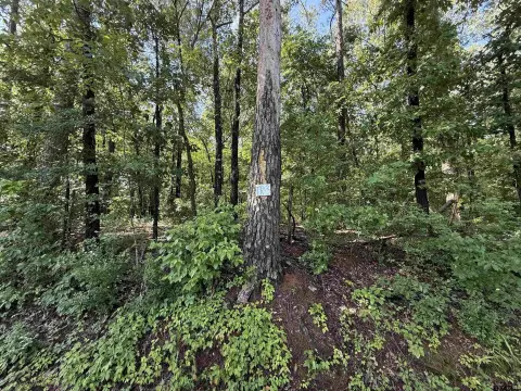 Unrestricted 10-Acre Texas Land