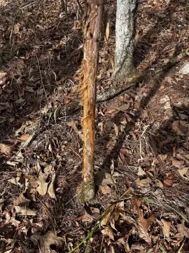 Land Near Ouachita National Forest