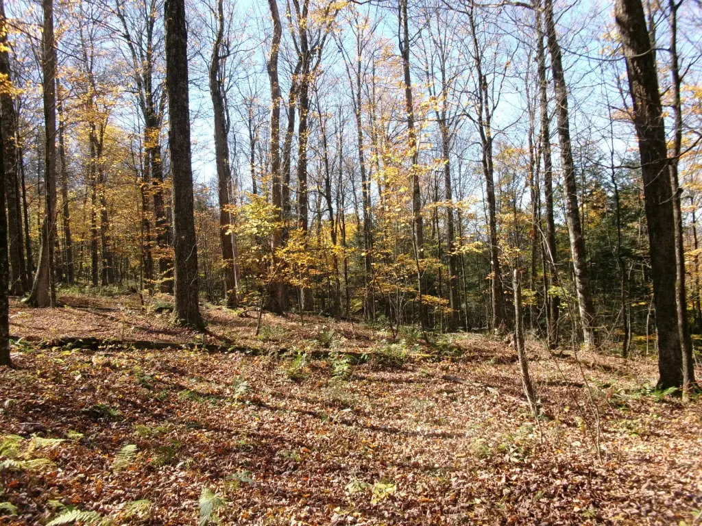Picture 5