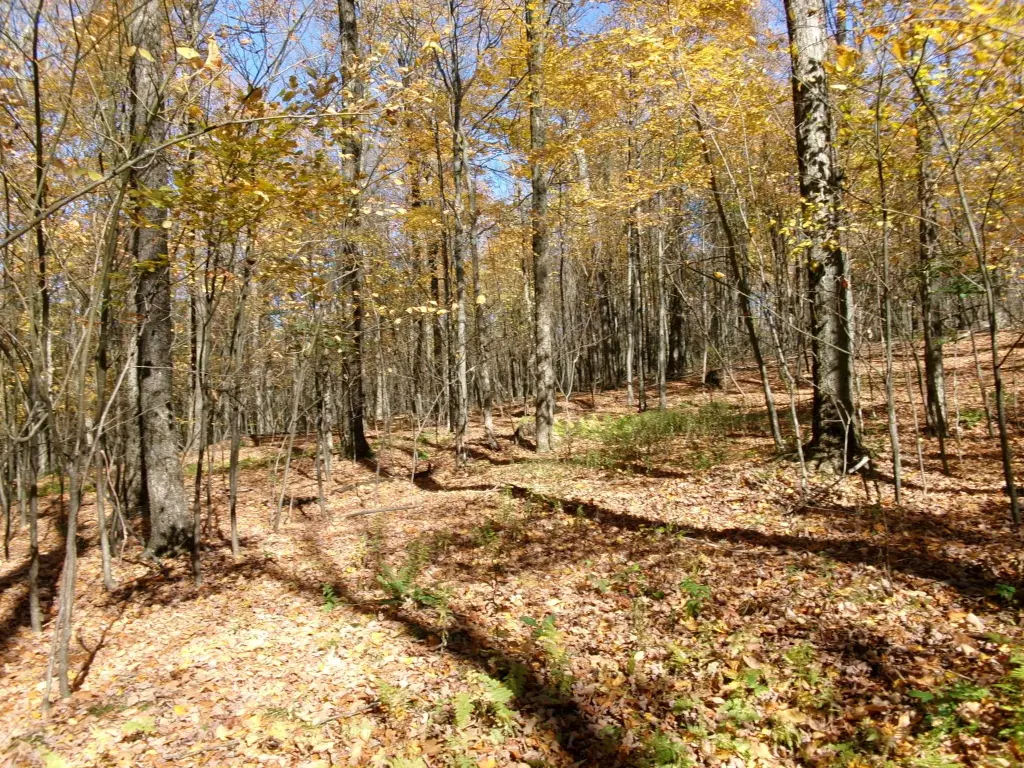 Picture 36