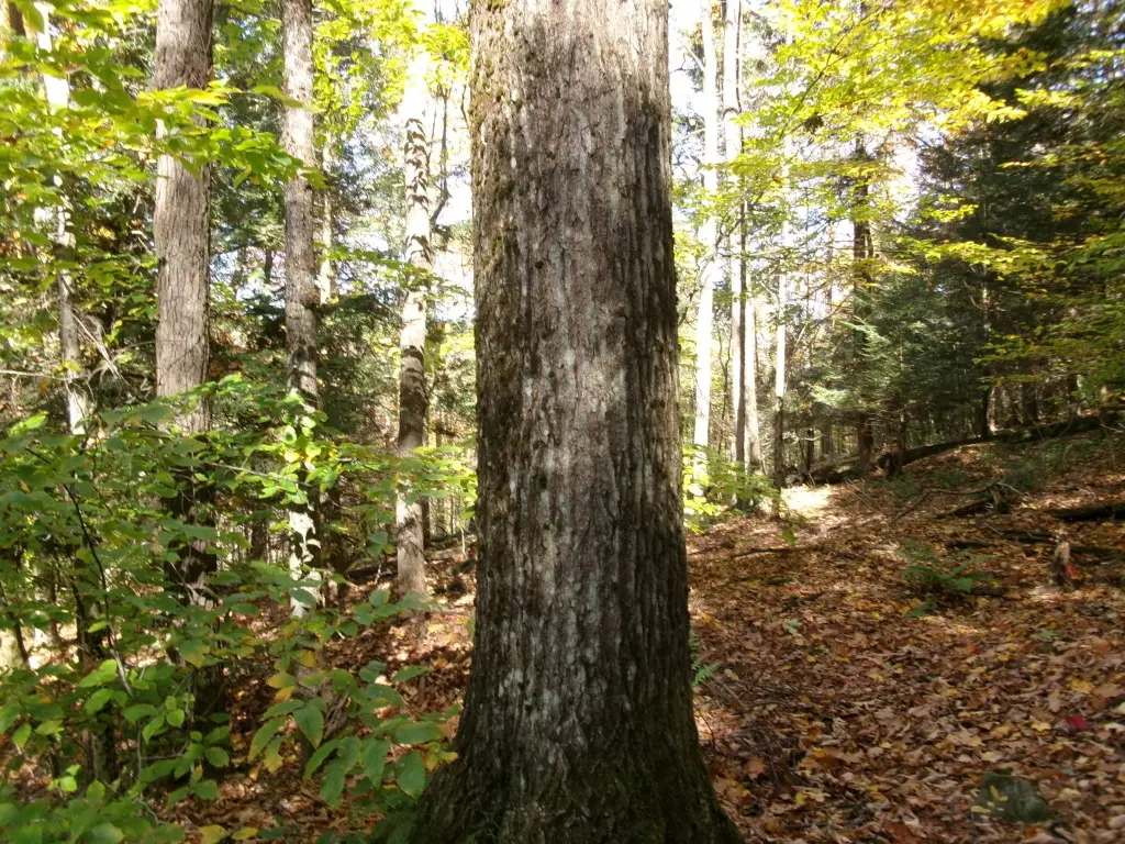 Picture 4