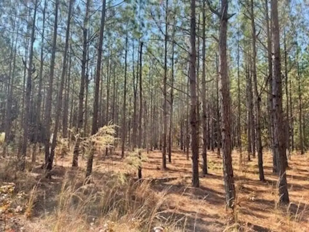 Picture 5