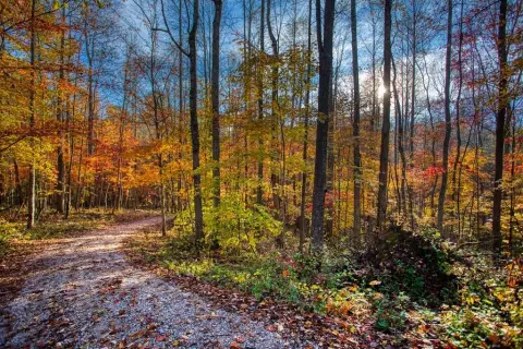 Pall Mall Land with Utilities