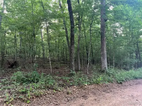 Wooded Land Near Black River