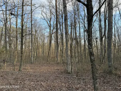 Wooded Lot For Dream Home