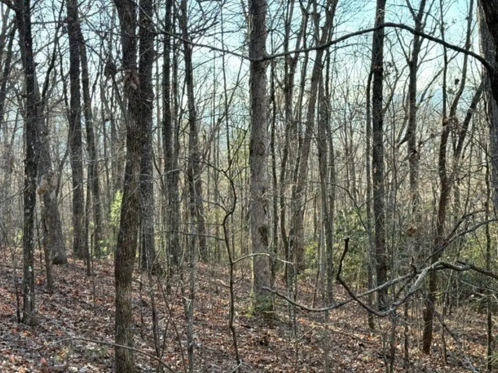 Picture 8