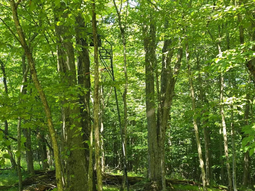 Picture 36