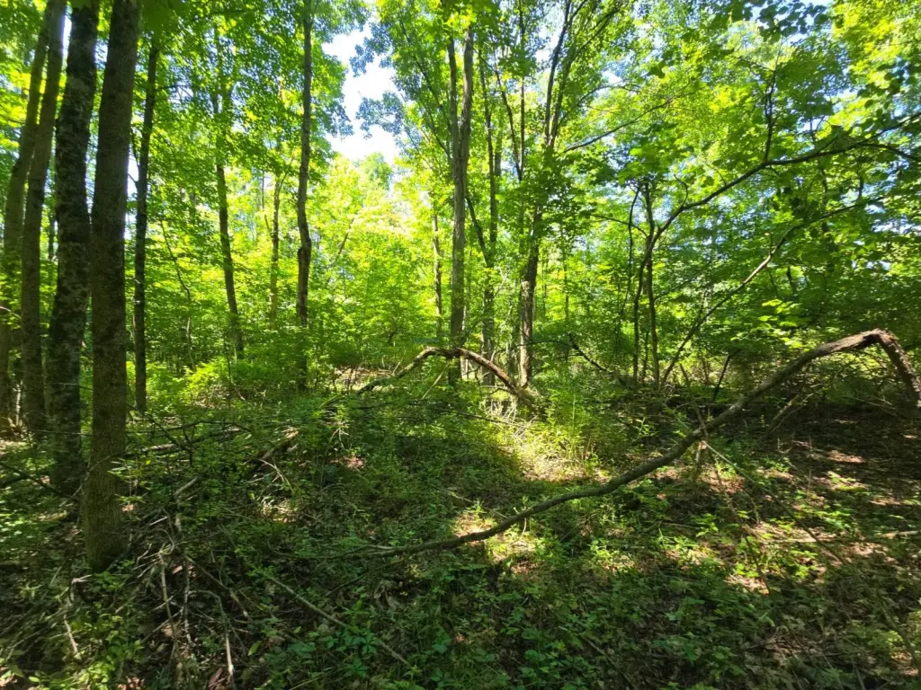 Picture 6