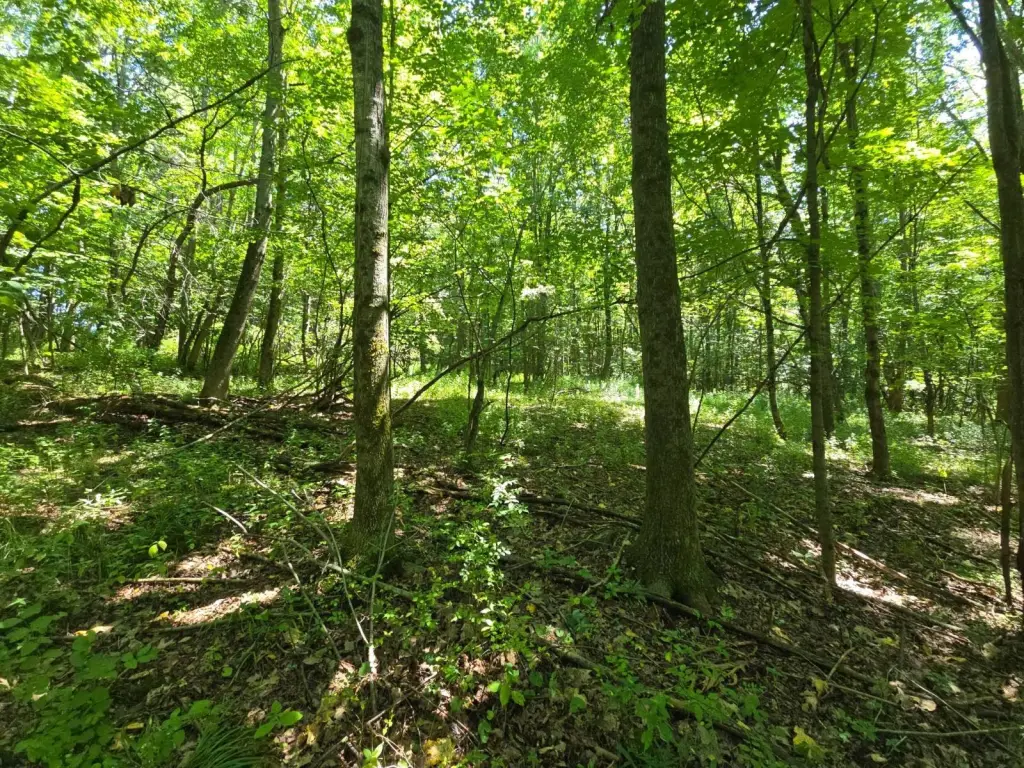 Picture 5