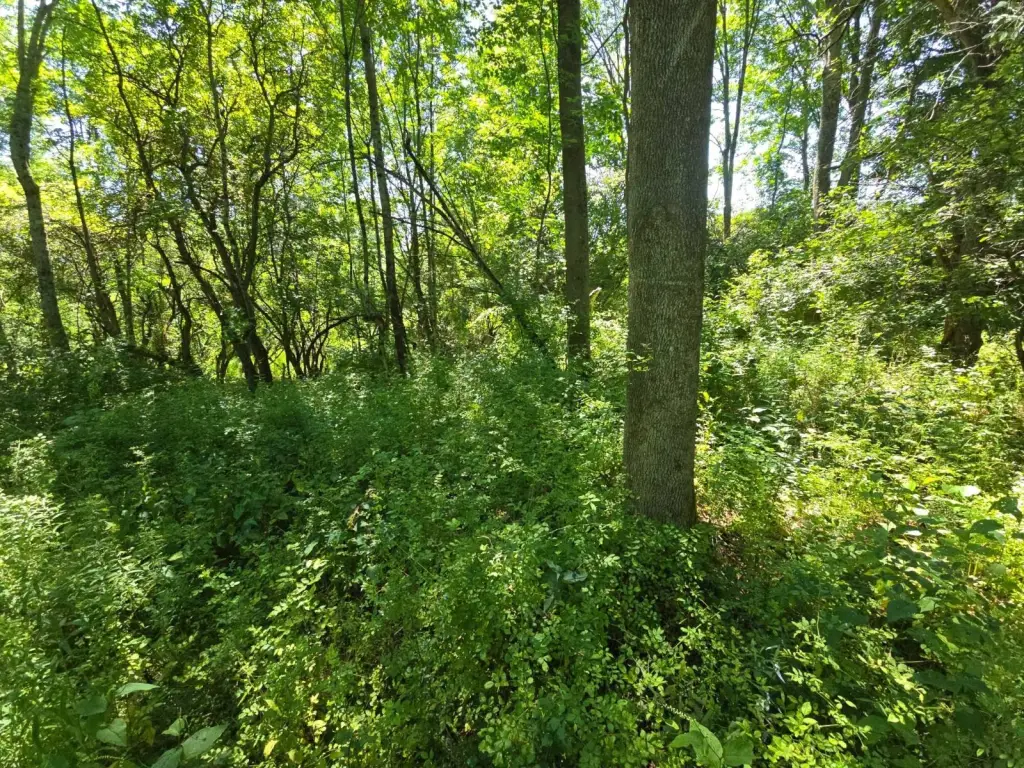 Picture 17
