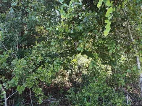 Citra, FL Land For Sale