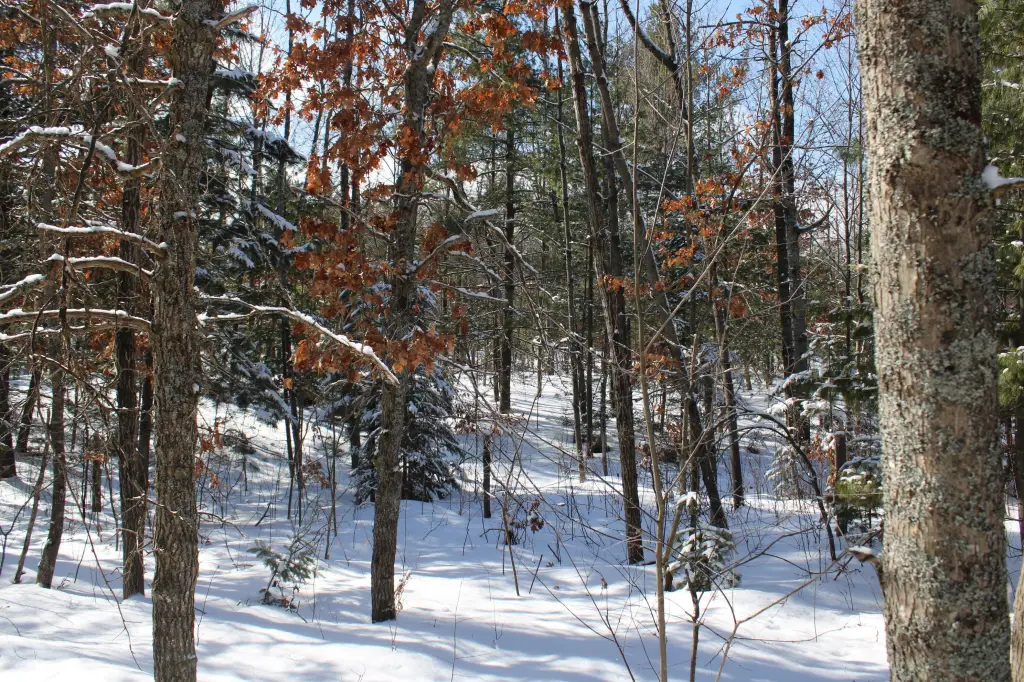 Picture 19