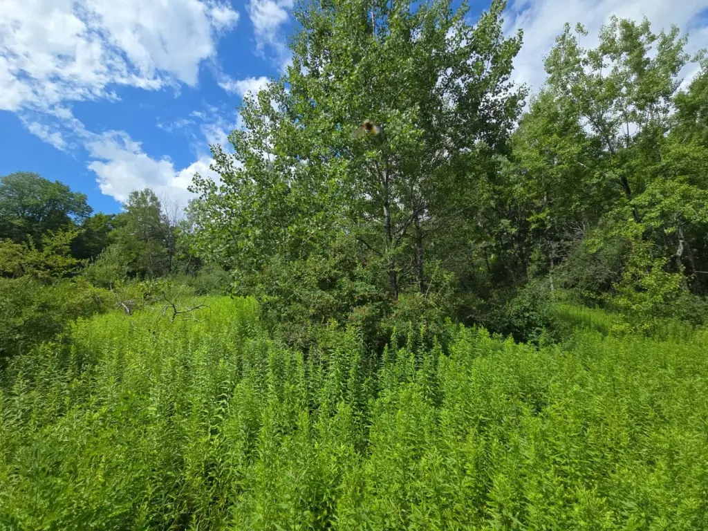 Picture 43