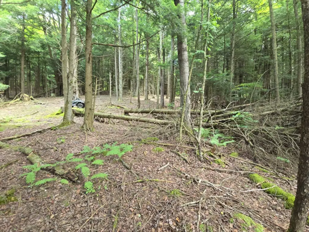 Picture 25
