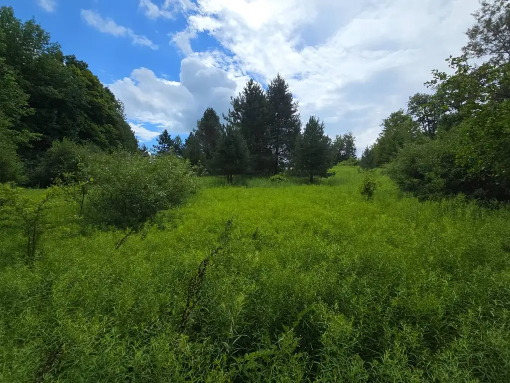 Picture 5