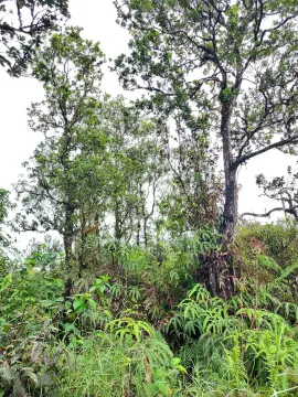 Acre Lot in Mountain View