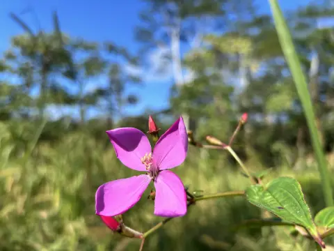 Cleared Lot in Nanawale Estates