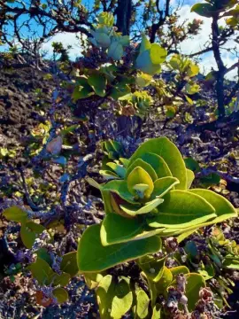 Acre of Land in Hawaii