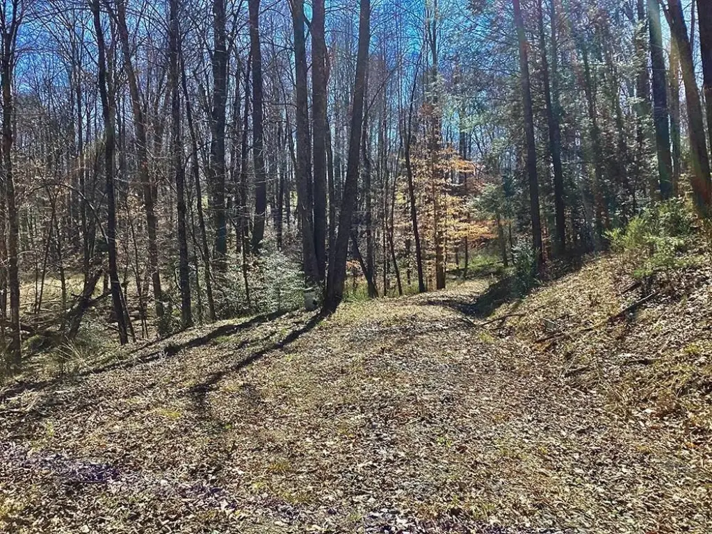 Picture 5
