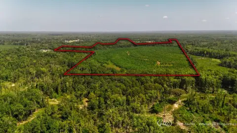 Hunting Land with Planted Pine