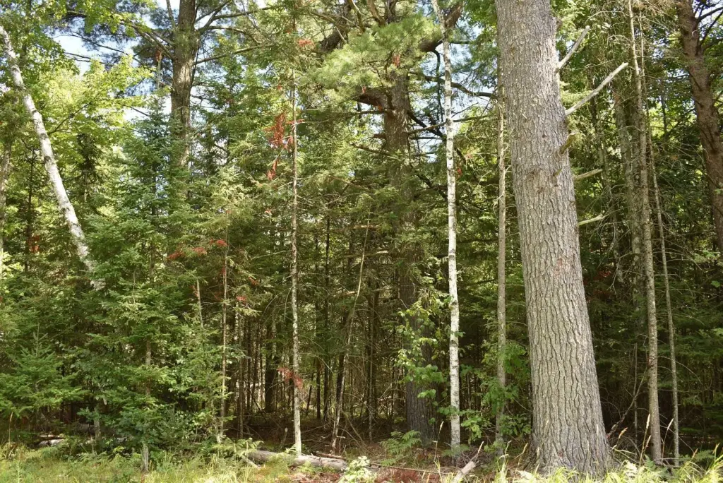 Picture 15