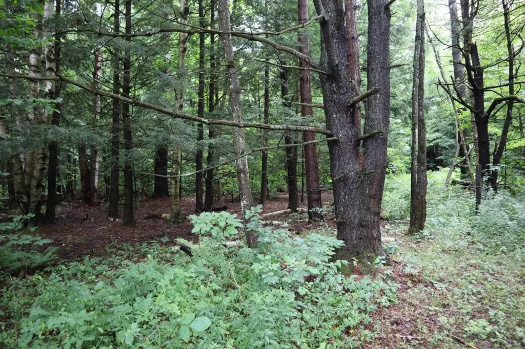 Picture 29