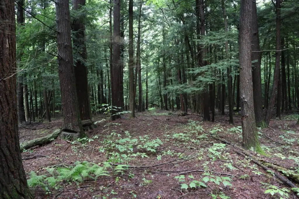 Picture 7