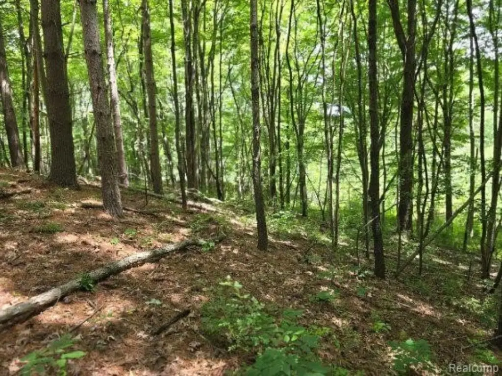 Picture 38