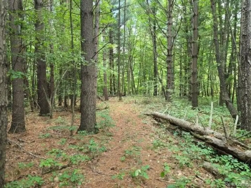 Picture 41