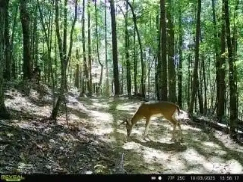 Picture of Land at Old Burnt Mountain Rd 2691, Jasper, GA