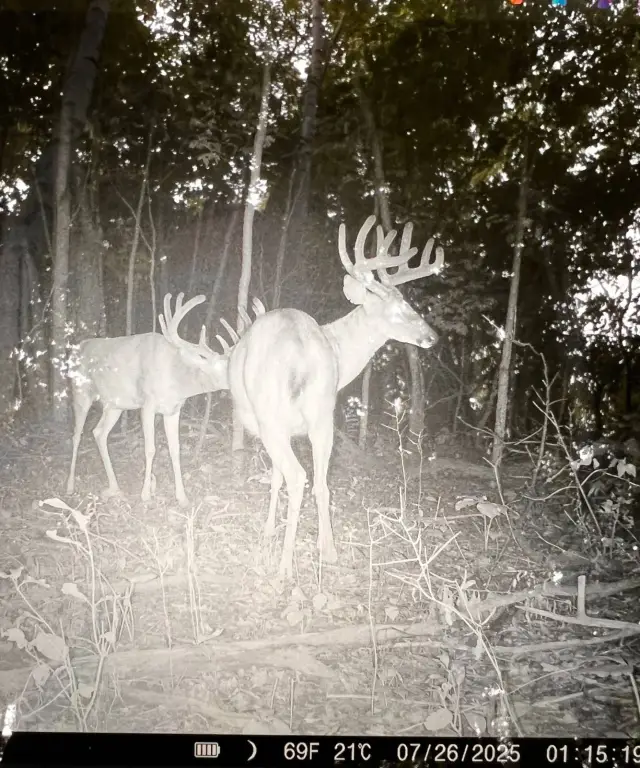 Picture 65