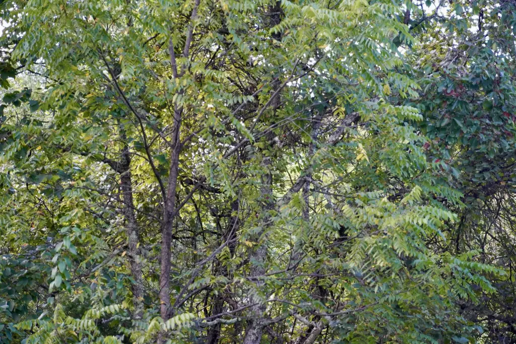Picture 20