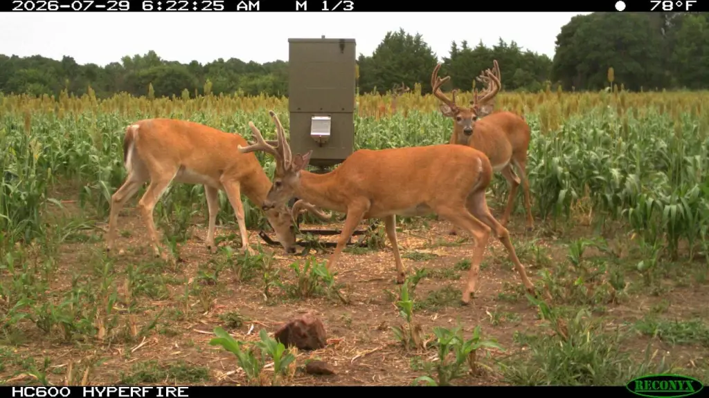 Picture 3