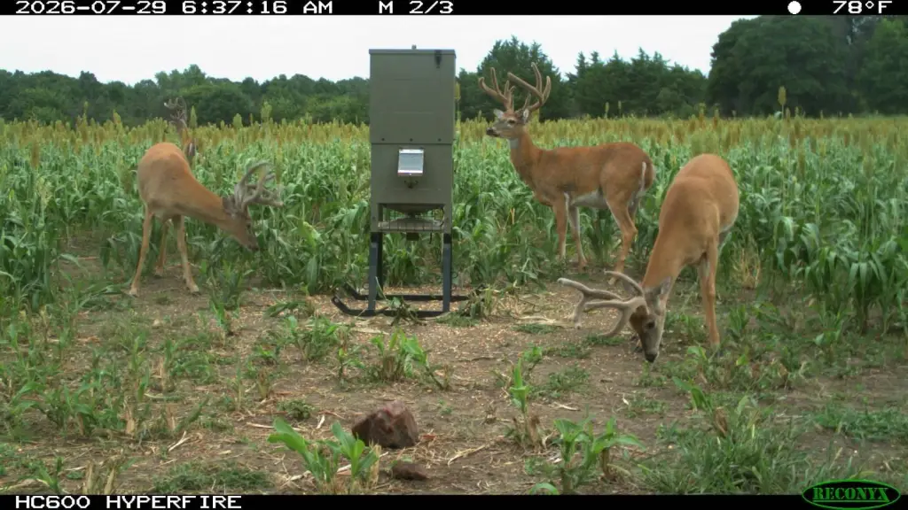 Picture 4