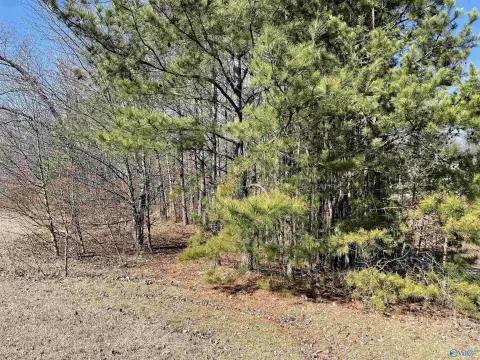 Guntersville Wooded Corner Lot