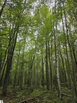 Five-Acre Wooded Residential Land