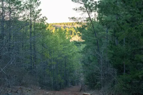 Managed Timberland Property Near Tyler