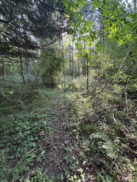 Picture 36
