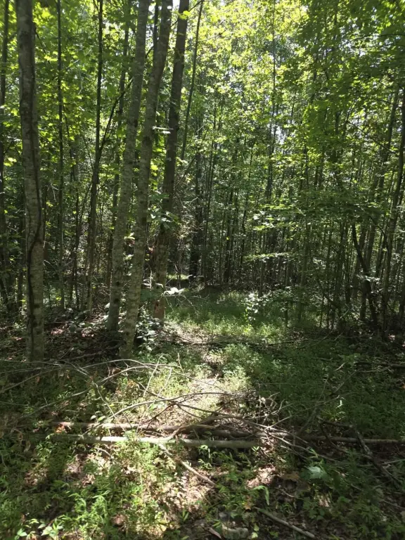 Picture 5