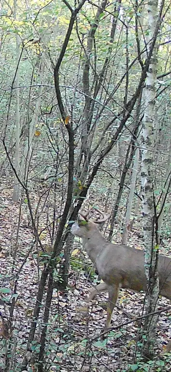 Picture 5